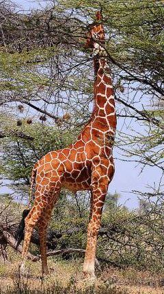 Giraffes wonder net